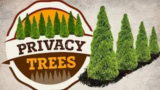 Privacy Trees | Fast Growing Privacy Trees | PlantingTree™