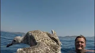 Guy Jumps Into Water To Help Struggling Seagull | The Dodo