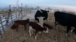 Эдильбаевские ягнята.