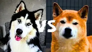 Siberian Husky VS Akita. Which one is Right for You?