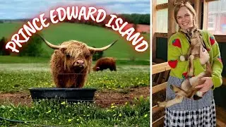 PRINCE EDWARD ISLAND Travel Vlog | Dalvay By The Sea | Island Hill Farm | Charlottetown