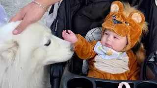 Husky Finds a Lion At Our Fall Festival