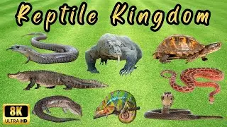 Discovering the World of Reptiles: 100 Fascinating Species | Lets Know all the reptiles in the World