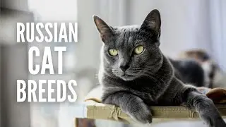 10 Russian Cat Breeds You Should Know