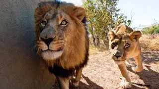 How is BOBCAT After his Vet Visit? | The Lion Whisperer