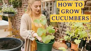 How To Grow Cucumbers