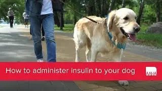 How to administer insulin to your dog