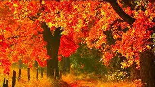 Autumn Scenery, Beautiful Fall Foliage, Acoustic Relaxing Guitar Music 