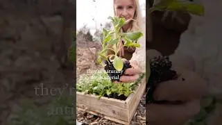 Why yes, you can start your seedlings this year without using plastic! Full video linked! #gardening