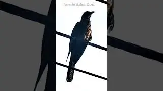 Asian Koel Female - Rare Footage Captured  #birdsong #birdslover #birdwatchingbliss