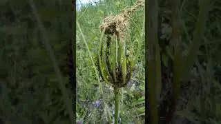 Трудяги муравьи и их пастбище 🐜