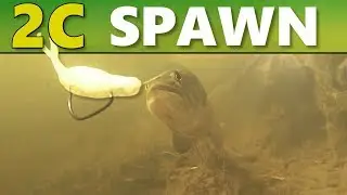 INTERMEDIATE GUIDE to BASS FISHING: 2C - The Spawn