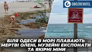 У Чорному морі біля Одеси плавають мертві олені, музейні експонати та якірні міни | OBOZREVATEL TV