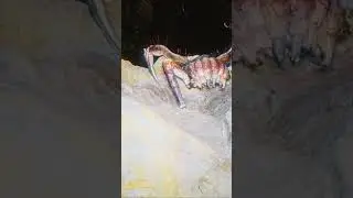 Venom Headcrabs in real life (Found Footage)