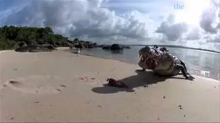 Saltwater crocodile attacks camera