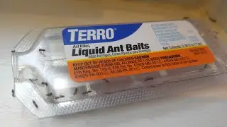 Ant problem solved - TERRO T300B Liquid Ant Bait Ant Killer