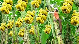 Harvesting A Lot Of Banana Goes To Market Sell - Banana Garden - Phuong Free Bushcraft