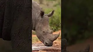 Rhinos for Kids | #shorts