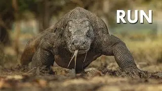 Komodo Dragon: The Ultimate Apex Predator