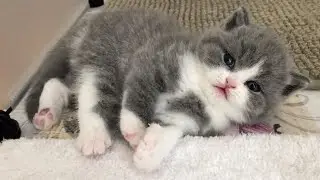 😂 Funniest Cats and Dogs Videos 😺🐶 || 🥰😹 Hilarious Animal Compilation №600