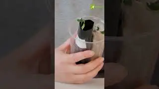 Зачем сеять на салфетку? 