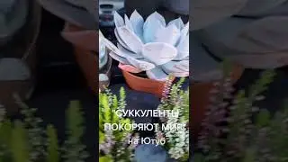 Суккуленты редкие виды