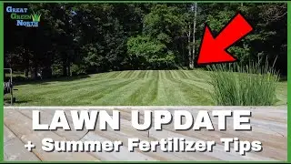 Should You Fertilizing Your Lawn in JULY??? + Lawn Updates