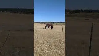 We have a rare bowling split in the pasture today