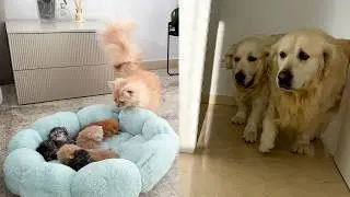 Funny Reaction of Golden Retrievers to Kittens in a Cat Bed