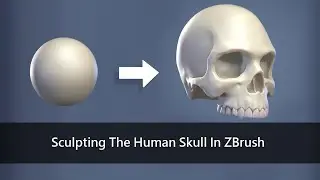 Sculpting the Human Skull in ZBrush