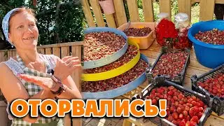 КУДА СТОЛЬКО😲 🍓  Жизнь в деревне, звуки природы, сад 8 июля 2024