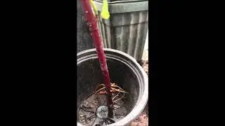 The Frugal way to grow your Redtwig Dogwood Shrubs