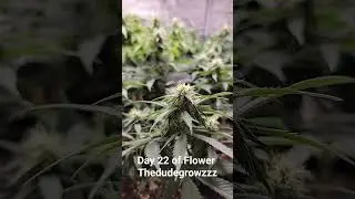 Day 22 of Flower 