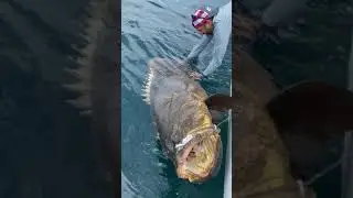 That's a BIG Fish! 