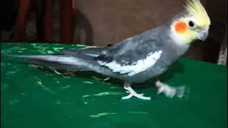 Cockatiel bird running around the table | Cockatiel tapping feet sound #asmr #cockatielbird #birds