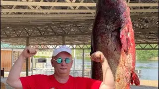 103 KГ ОГРОМНЫЙ СОМ ! ПОЙМАЛ И ПРИГОТОВИЛ ТРИ БЛЮДА 