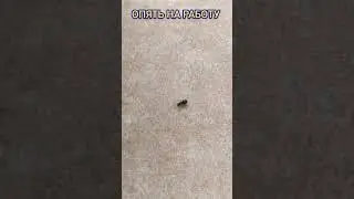 ОПЯТЬ НА 