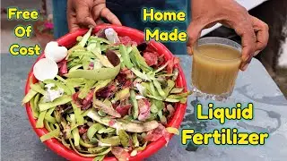 Free of Cost Home made Organic Liquid fertilizer using Kitchen waste || Compost from Kitchen waste