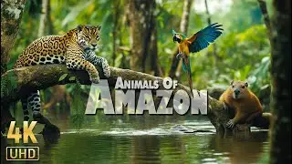 Wildlife of Amazon 4K - Animals That Call The Jungle Home | Amazon Rainforest | Relaxation Film