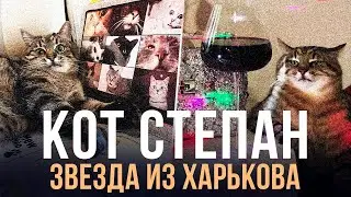 КОТ СТЕПАН: ИЗВЕСТНОСТЬ, ХОЗЯЙКА, VALENTINO, BRITNEY SPEARS, INSTAGRAM, TIKTOK