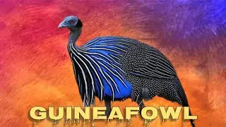 Vulturine guineafowl sound