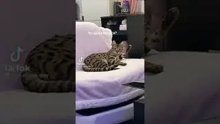 КАК ПРАВИЛЬНО ДРАЗНИТЬ КОТА