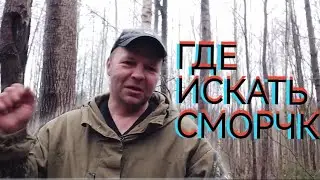 Где искать сморчки?9