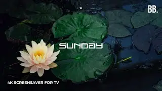 4K Sunday Lotus Screensaver with Nature Sounds | 4K Live Wallpaper for 4K TV, Samsung, LG, PC