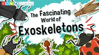 The Fascinating World of Exoskeletons