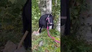 Halter your hobby horse! So ready for hobby horsing with Black Beauty from Hummahorses!  
