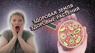 ЗДОРОВАЯ ЗЕМЛЯ, ЗДОРОВЫЕ РАСТЕНИЯ| КАК ОБЕЗЗАРАЗИТЬ ЗЕМЛЮ