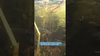 Интересные факты о щуках!