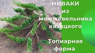 Ниваки из можжевельника казацкого. Топиарная форма.