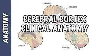 Clinical Anatomy - Cerebral Cortex (lobes, injury and clinical signs)